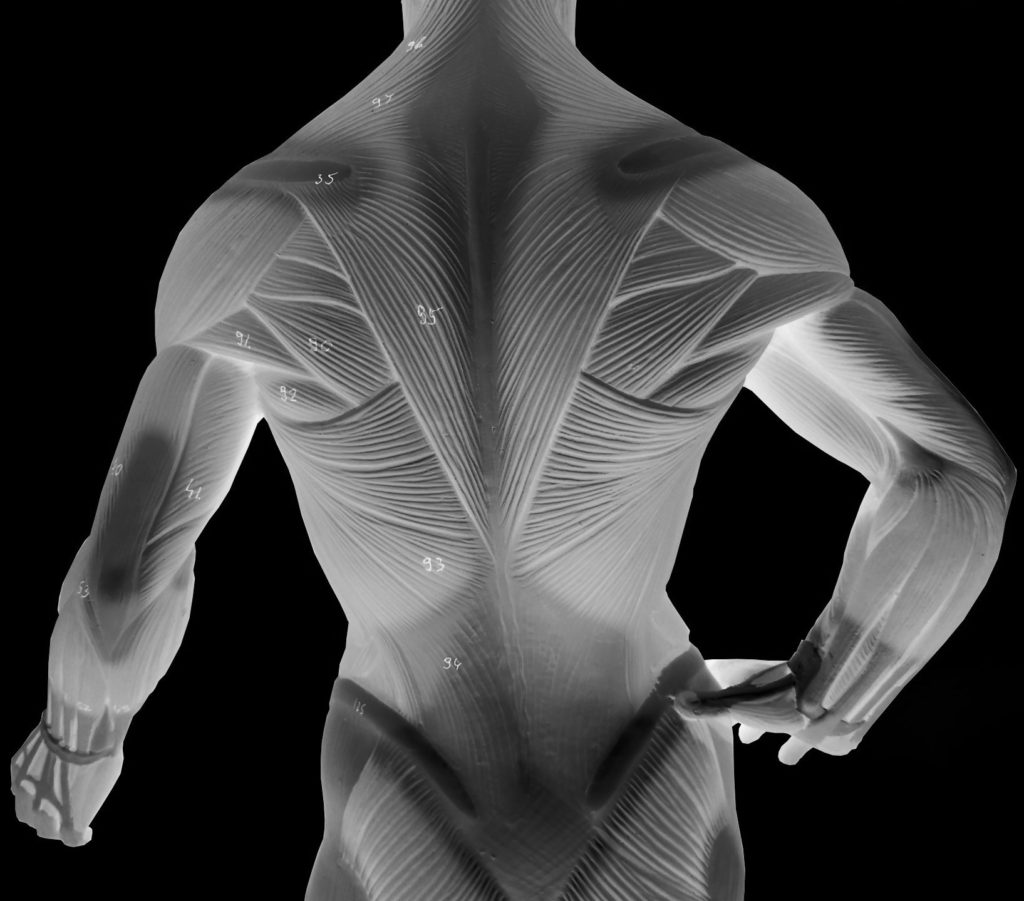 An anatomy model of the back musculature with inverted colors
